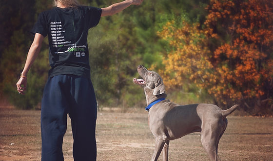 Bff outlet canine obedience